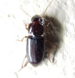 Discoderus obsidianus by (c) Tyler Bishop, some rights reserved (CC BY), uploaded by Tyler Bishop. Used under a CC-BY license.