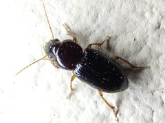 Discoderus obsidianus by (c) Tyler Bishop, some rights reserved (CC BY), uploaded by Tyler Bishop. Used under a CC-BY license.