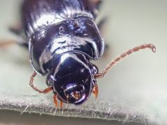 Harpalus innocuus by (c) Trevor Van Loon, some rights reserved (CC BY), uploaded by Trevor Van Loon. Used under a CC-BY license.