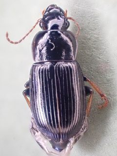 Harpalus innocuus by (c) Trevor Van Loon, some rights reserved (CC BY), uploaded by Trevor Van Loon. Used under a CC-BY license.