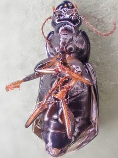 Harpalus innocuus by (c) Trevor Van Loon, some rights reserved (CC BY), uploaded by Trevor Van Loon. Used under a CC-BY license.