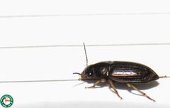 Selenophorus aequinoctialis by (c) Diogo Luiz, some rights reserved (CC BY), uploaded by Diogo Luiz. Used under a CC-BY license.