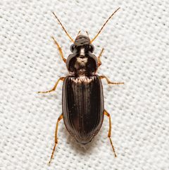 Selenophorus fatuus by (c) Justin Williams, some rights reserved (CC BY), uploaded by Justin Williams. Used under a CC-BY license.