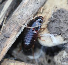 Trichotichnus fulgens by (c) Even Dankowicz, some rights reserved (CC BY), uploaded by Even Dankowicz. Used under a CC-BY license.