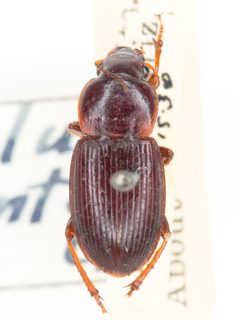 Harpalus fraternus by no rights reserved, uploaded by Robbie Hannawacker. Used under a CC0 license.