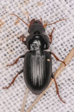 Harpalus nigritarsis by (c) Trevor Van Loon, some rights reserved (CC BY), uploaded by Trevor Van Loon. Used under a CC-BY license.
