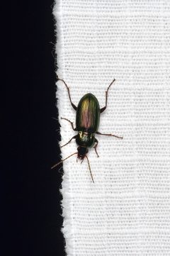 Poecilus diplophryus by (c) Michelle W. （鍾偉瑋）, some rights reserved (CC BY), uploaded by Michelle W. （鍾偉瑋）. Used under a CC-BY license.