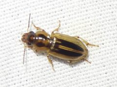 Stenolophus binotatus by (c) Sam Kieschnick, some rights reserved (CC BY), uploaded by Sam Kieschnick. Used under a CC-BY license.