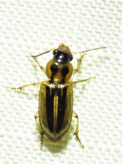 Stenolophus binotatus by (c) Annika Lindqvist, some rights reserved (CC BY), uploaded by Annika Lindqvist. Used under a CC-BY license.