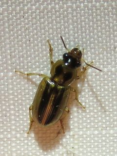 Stenolophus binotatus by (c) Annika Lindqvist, some rights reserved (CC BY), uploaded by Annika Lindqvist. Used under a CC-BY license.