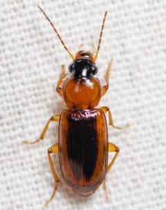 Stenolophus dissimilis by (c) Justin Williams, some rights reserved (CC BY), uploaded by Justin Williams. Used under a CC-BY license.