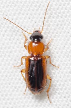 Stenolophus dissimilis by (c) Justin Williams, some rights reserved (CC BY), uploaded by Justin Williams. Used under a CC-BY license.