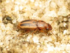 Stenolophus lineola by (c) Katja Schulz, some rights reserved (CC BY). Used under a CC-BY license.