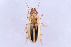 Stenolophus lineola by (c) Owen Strickland, some rights reserved (CC BY), uploaded by Owen Strickland. Used under a CC-BY license.