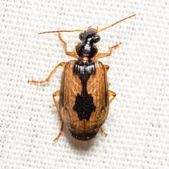 Lebia fuscata by (c) Justin Williams, some rights reserved (CC BY), uploaded by Justin Williams. Used under a CC-BY license.