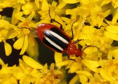 Lebia pectita by (c) Jake McCumber, some rights reserved (CC BY), uploaded by Jake McCumber. Used under a CC-BY license.