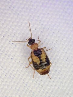 Lebia scalpta by (c) Cat, some rights reserved (CC BY), uploaded by Cat. Used under a CC-BY license.