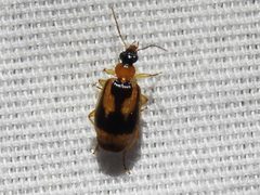 Lebia scalpta by (c) Sam Kieschnick, some rights reserved (CC BY), uploaded by Sam Kieschnick. Used under a CC-BY license.