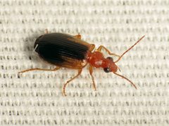 Lebia scapula by (c) Katja Schulz, some rights reserved (CC BY). Used under a CC-BY license.