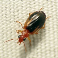Lebia scapula by (c) Katja Schulz, some rights reserved (CC BY). Used under a CC-BY license.