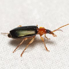 Lebia tricolor by (c) Justin Williams, some rights reserved (CC BY), uploaded by Justin Williams. Used under a CC-BY license.