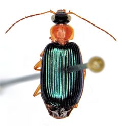 Lebia tricolor by (c) Michael K. Oliver, some rights reserved (CC BY), uploaded by Michael K. Oliver. Used under a CC-BY license.