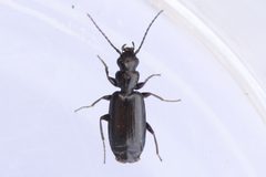 Microlestes linearis by (c) Owen Strickland, some rights reserved (CC BY), uploaded by Owen Strickland. Used under a CC-BY license.