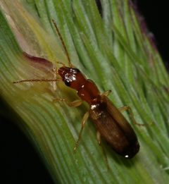 Paradromius linearis by (c) portioid, some rights reserved (CC BY), uploaded by portioid. Used under a CC-BY license.