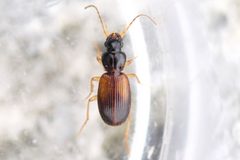 Badister notatus by (c) Owen Strickland, some rights reserved (CC BY), uploaded by Owen Strickland. Used under a CC-BY license.