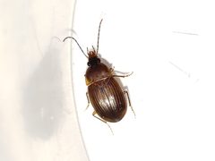 Oodinus pseudopiceus by (c) Arturo Santos, some rights reserved (CC BY), uploaded by Arturo Santos. Used under a CC-BY license.