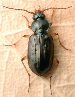 Loricera foveata by (c) David R. Maddison, some rights reserved (CC BY). Used under a CC-BY license.