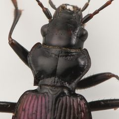 Nebria gebleri by (c) Koji Shiraiwa, some rights reserved (CC BY), uploaded by Koji Shiraiwa. Used under a CC-BY license.