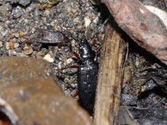 Nebria nivalis by (c) Matt Muir, some rights reserved (CC BY), uploaded by Matt Muir. Used under a CC-BY license.