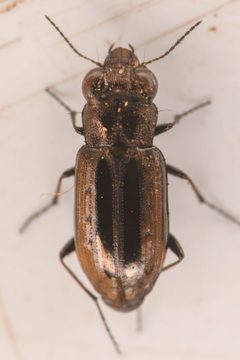 Notiophilus semiopacus by (c) Trevor Van Loon，保留部分权利（CC BY）, 由 Trevor Van Loon 上传. Used under a CC-BY license.
