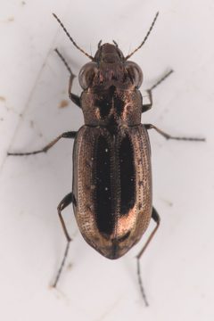 Notiophilus semiopacus by (c) Trevor Van Loon，保留部分权利（CC BY）, 由 Trevor Van Loon 上传. Used under a CC-BY license.