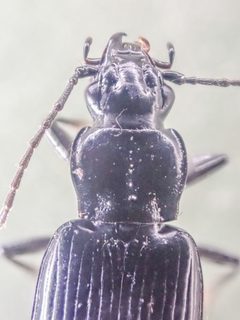 Diplous aterrimus by (c) Trevor Van Loon, some rights reserved (CC BY), uploaded by Trevor Van Loon. Used under a CC-BY license.