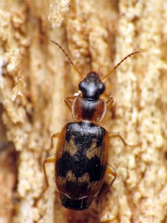 Phloeoxena signata by (c) Katja Schulz, some rights reserved (CC BY). Used under a CC-BY license.