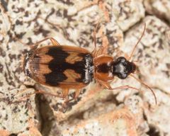 Phloeoxena signata by (c) skitterbug, some rights reserved (CC BY), uploaded by skitterbug. Used under a CC-BY license.