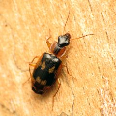 Phloeoxena signata by (c) Katja Schulz, some rights reserved (CC BY). Used under a CC-BY license.