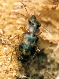 Phloeoxena signata by (c) Katja Schulz, some rights reserved (CC BY). Used under a CC-BY license.
