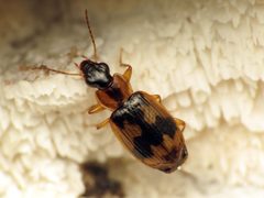 Phloeoxena signata by (c) Katja Schulz, some rights reserved (CC BY). Used under a CC-BY license.