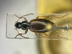 Agonum canadense by no rights reserved, uploaded by Nick Bédard. Used under a CC0 license.
