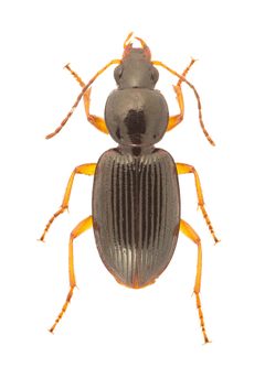 Agonum crenistriatum by no rights reserved, uploaded by Nick Bédard. Used under a CC0 license.