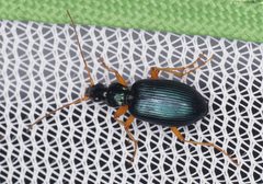 Agonum extensicolle by (c) Rosario, some rights reserved (CC BY), uploaded by Rosario. Used under a CC-BY license.