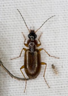 Agonum ferruginosum by no rights reserved, uploaded by Robbie Hannawacker. Used under a CC0 license.