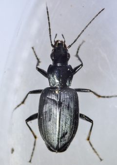 Anchomenus funebris by (c) Don Loarie, some rights reserved (CC BY), uploaded by Don Loarie. Used under a CC-BY license.
