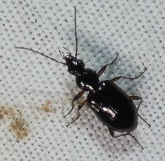 Agonum aeruginosum by no rights reserved, uploaded by kcthetc1. Used under a CC0 license.