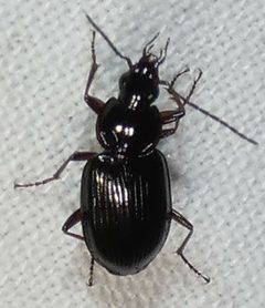 Agonum collare by no rights reserved, uploaded by kcthetc1. Used under a CC0 license.