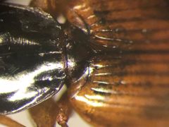 Agonum palustre by no rights reserved, uploaded by Nick Bédard. Used under a CC0 license.