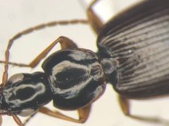 Agonum palustre by no rights reserved, uploaded by Nick Bédard. Used under a CC0 license.
